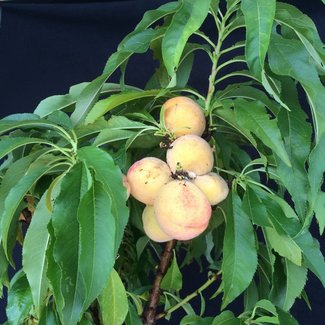 Prunus persica 'Bonanza'