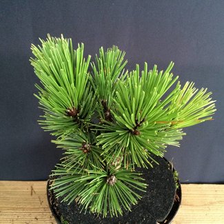 Pinus heldreichii 'Orion'