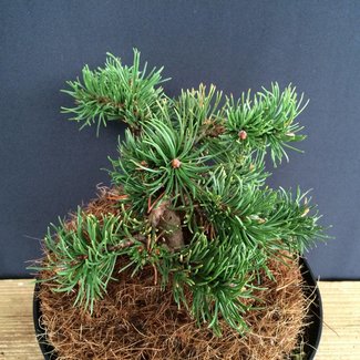 Pinus mugo 'Kudrnac'