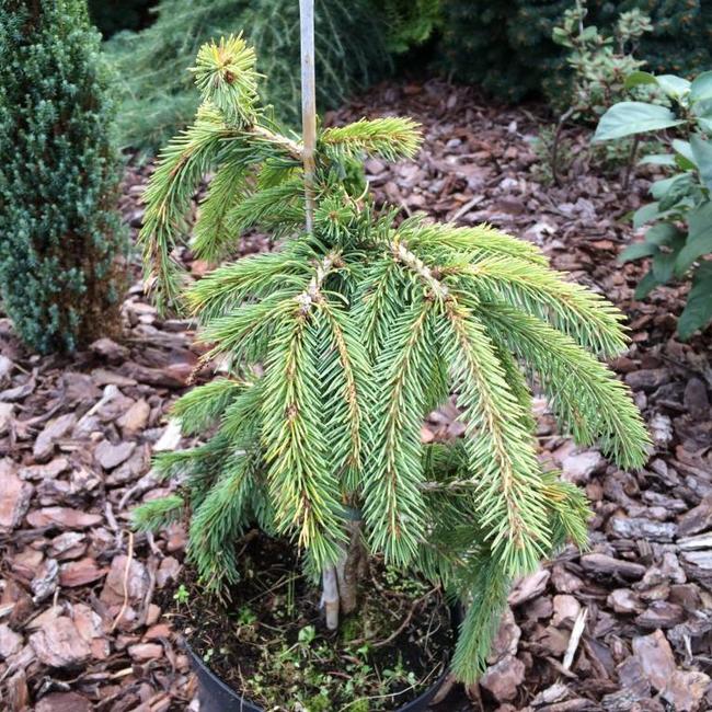 Picea glauca 'Pendula'