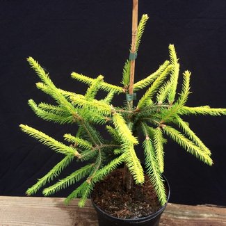 Picea abies 'Honey Pot'