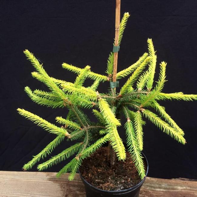 Picea abies 'Honey Pot'