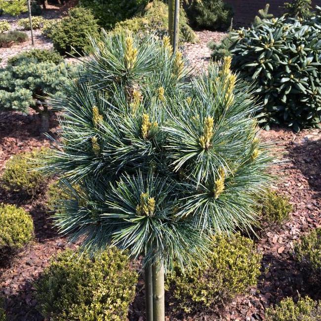 Pinus koraiensis 'China Boy'