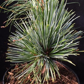 Pinus koraiensis 'Chitjen'