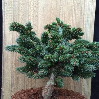 Picea orientalis 'Spring Grove'