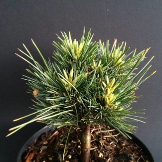 Pinus koraiensis 'Tonghua'