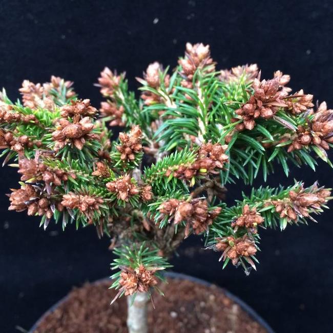 Picea abies 'Malecek'