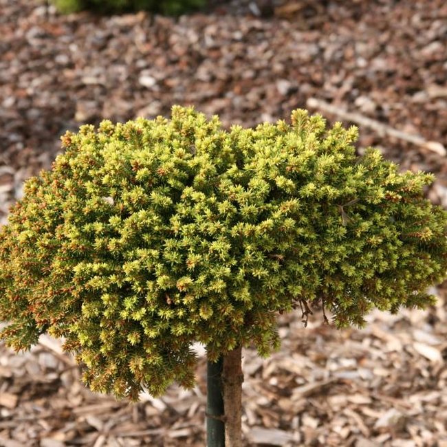 Picea abies 'Malecek'