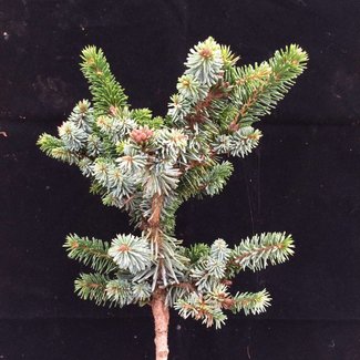 Picea omorika 'De Ruyter'