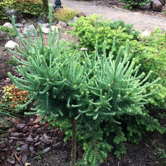 Larix laricina 'American Team'