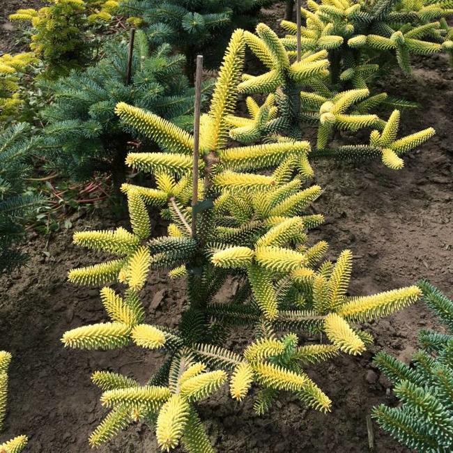 Abies Pinsapo Aurea Herman Geers