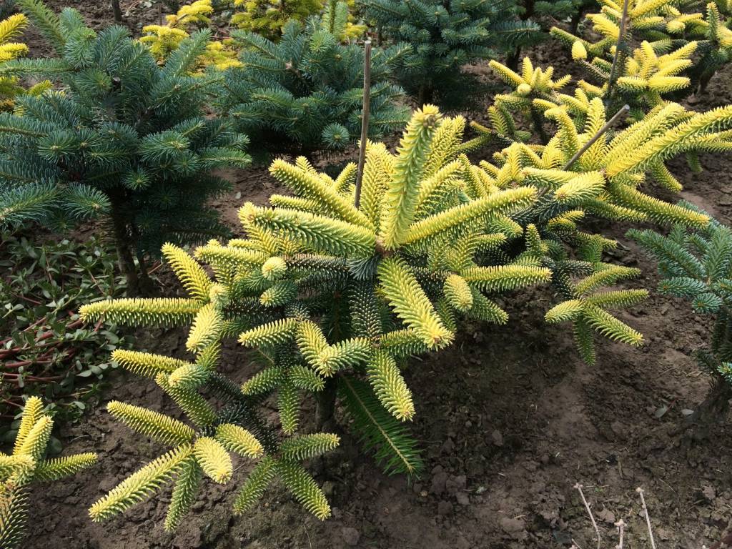 Abies pinsapo ‘Aurea’ - Herman Geers