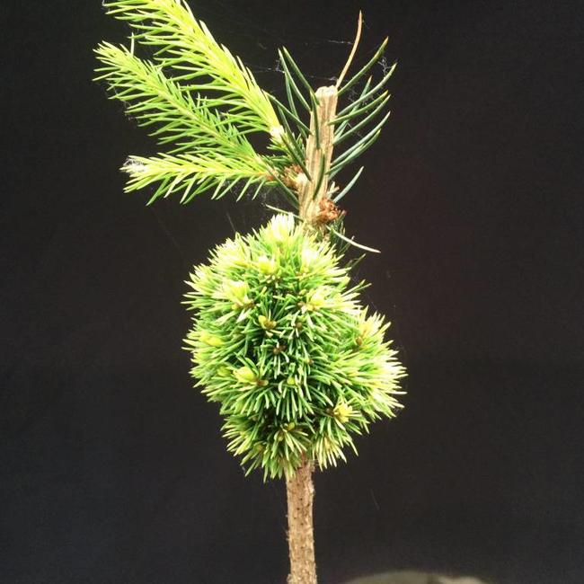 Picea glauca 'Tennis Ball'