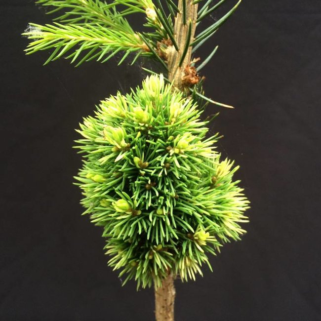 Picea glauca 'Tennis Ball'