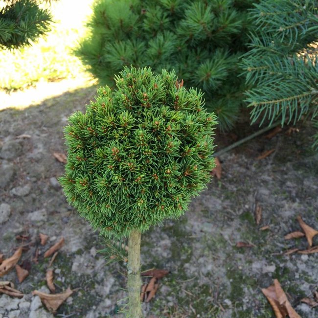 Picea glauca 'Tennis Ball'