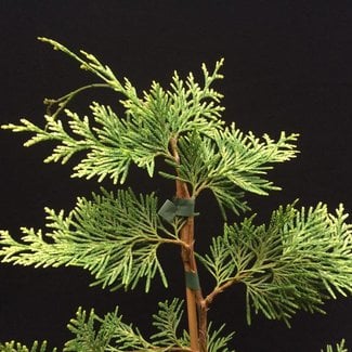 Tsuga canadensis 'Gentsch White'