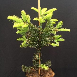 Abies procera 'Aurea' (Sherwoodii)