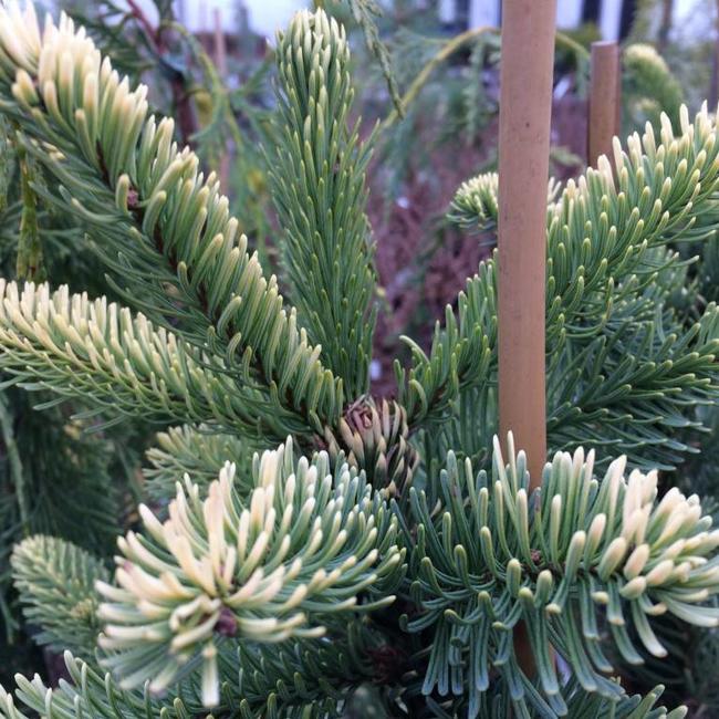 Abies procera 'Aurea' (Sherwoodii)