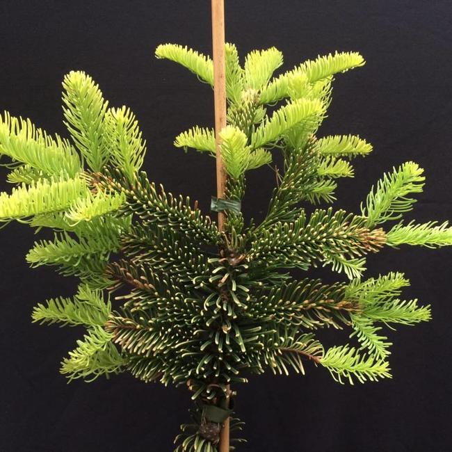 Abies procera 'Aurea' (Sherwoodii)