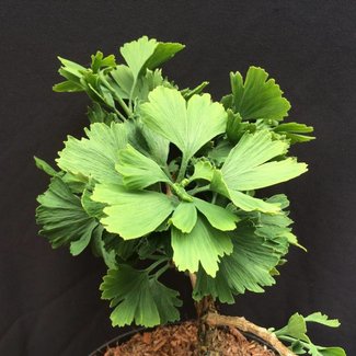 Ginkgo biloba 'Jagged Jade'