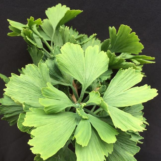 Ginkgo biloba 'Jagged Jade'