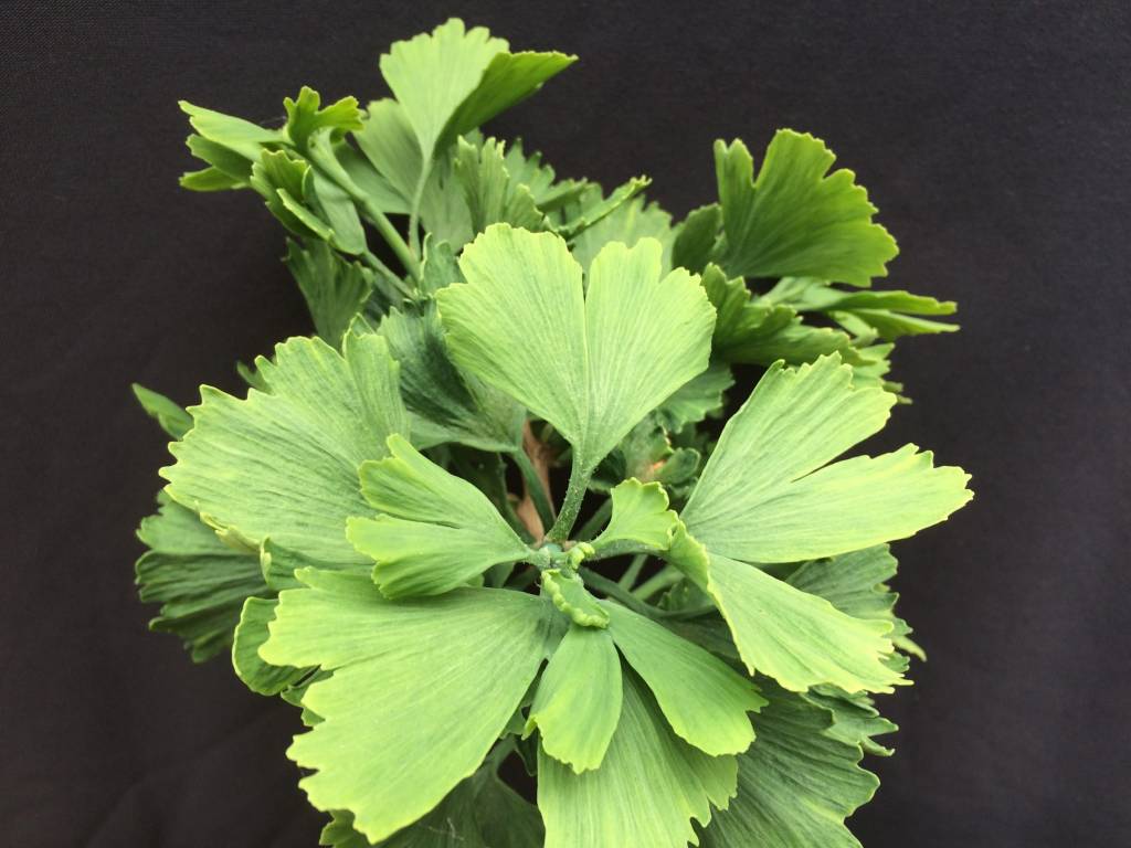 Ginkgo biloba 'Jagged Jade' Herman Geers