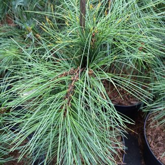 Pinus strobus 'Blue Maltese'