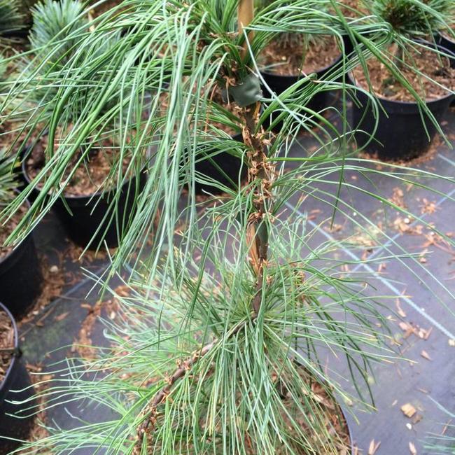 Pinus strobus 'Blue Maltese'