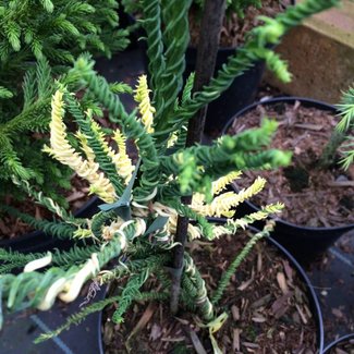 Cryptomeria japonica 'Rasen Variegata'