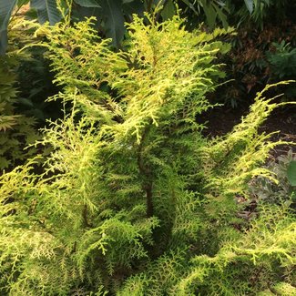 Chamaecyparis obtusa 'Lucas'