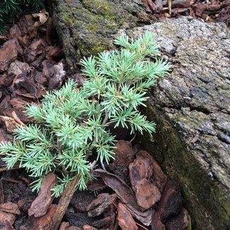 Tsuga mertensiana 'Elizabeth'