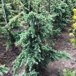 Cedrus deodara 'Divinily Blue'