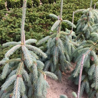 Picea engelmannii Lace'