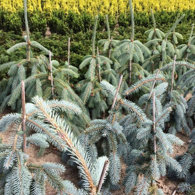 Picea engelmannii Lace'
