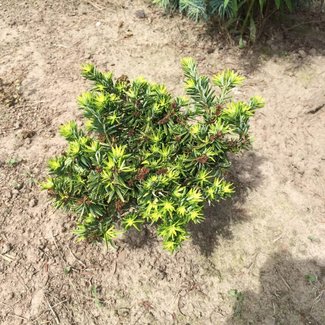 Tsuga canadensis 'Greenwood Lake'