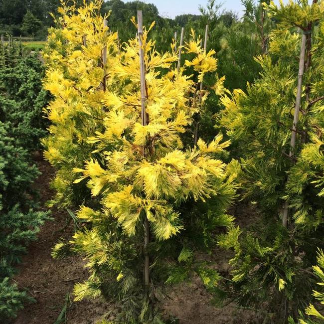 Calocedrus decurrens 'Maupin Glow'
