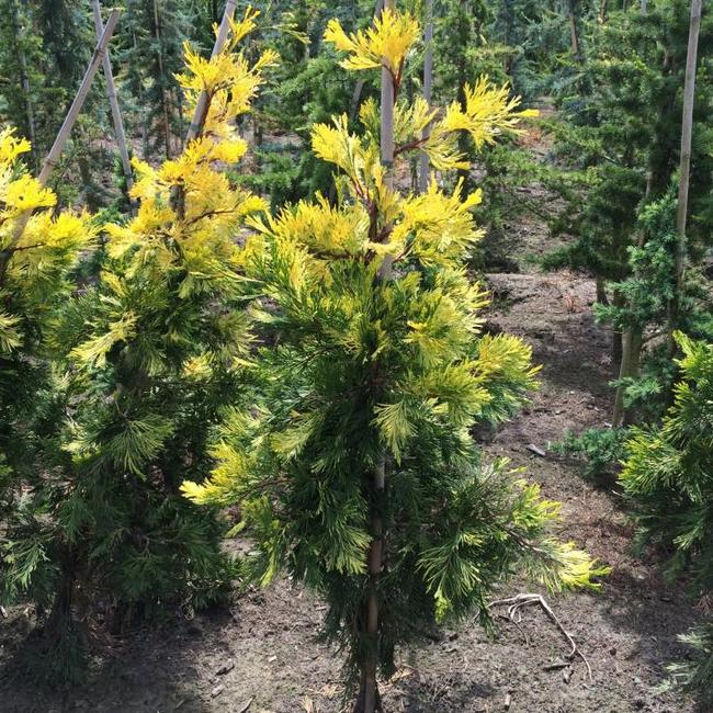 Calocedrus decurrens 'Maupin Glow'