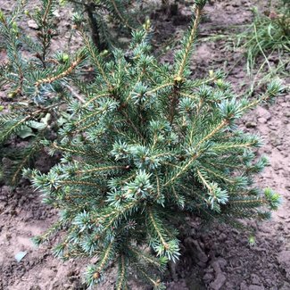 Picea omorika 'Cinderella'