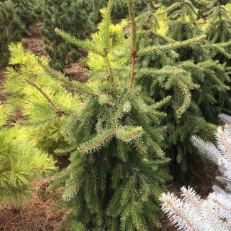 Picea omorika 'Pendula'