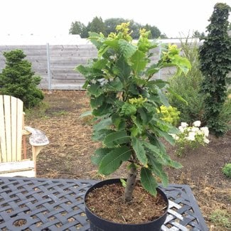 Castanea sativa 'Vincent van Gogh'