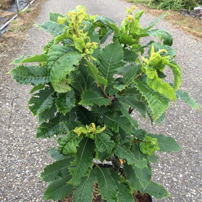 Castanea sativa 'Vincent van Gogh'
