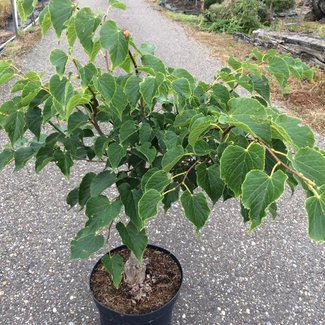 Tilia platyphyllos 'Compacta'