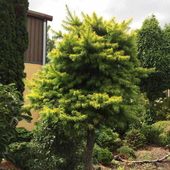 Pseudotsuga menziesii 'Uwe's Golden'