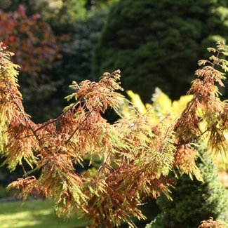 Taxodium distichum 'Hursley Park'