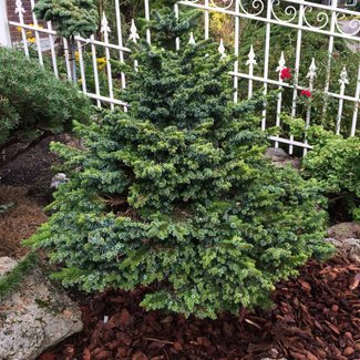 Picea omorika 'Kempen'