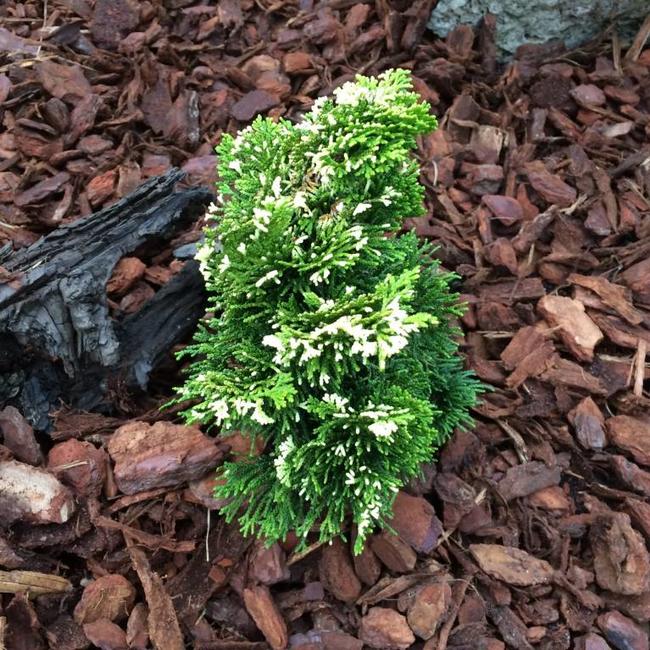 Chamaecyparis obtusa 'Tonia'