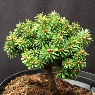 Abies koreana 'Pinnochio'