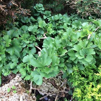 Ginkgo biloba 'Kathinka'