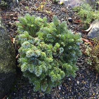 Picea sitchensis 'Sølsted'