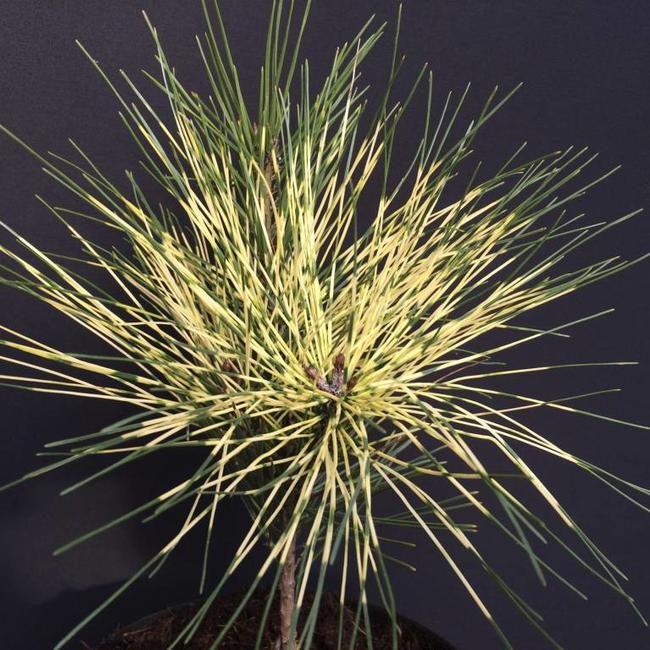 Pinus densiflora 'Shiro Nishiki'